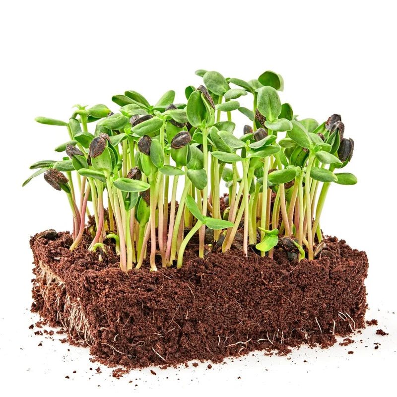 Sunflower Microgreens