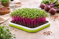 Beetroot Microgreens