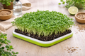 Kale microgreens