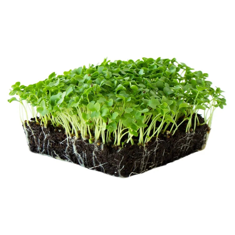 Kale microgreens