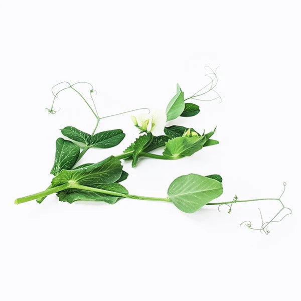 Pea shoots microgreens