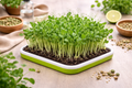 Pea shoots microgreens