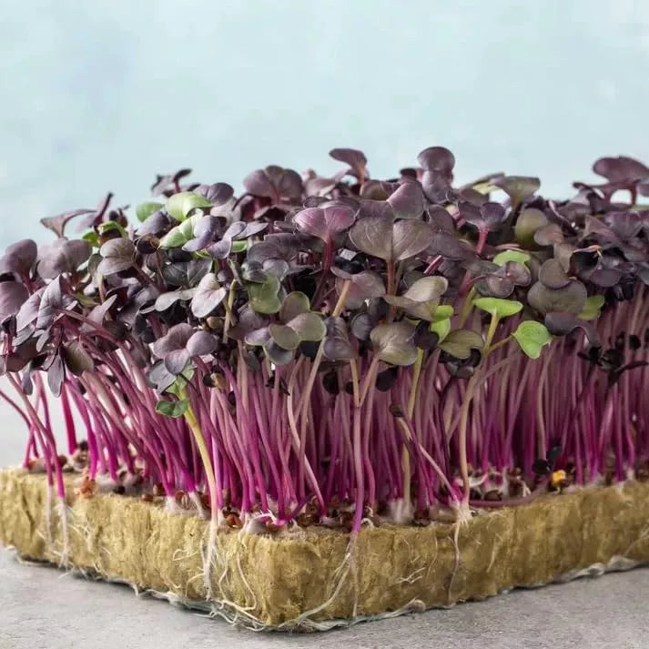 Purple Radish Microgreen